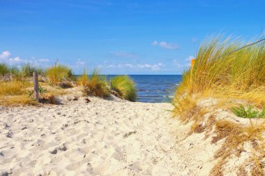 Almanya Poel Adası üzerinde siyah Bush Poel beach
