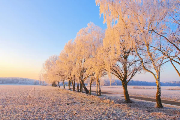 Un chemin de bouleau et de rime — Photo