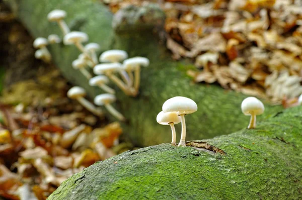 Fungo de porcelana ou Oudemansiella mucida na floresta de outono — Fotografia de Stock