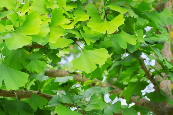 Många färska Ginkgo blad — Stockfoto