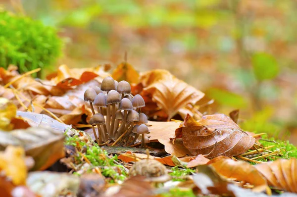 Grupa grzybów Mycena w lesie — Zdjęcie stockowe
