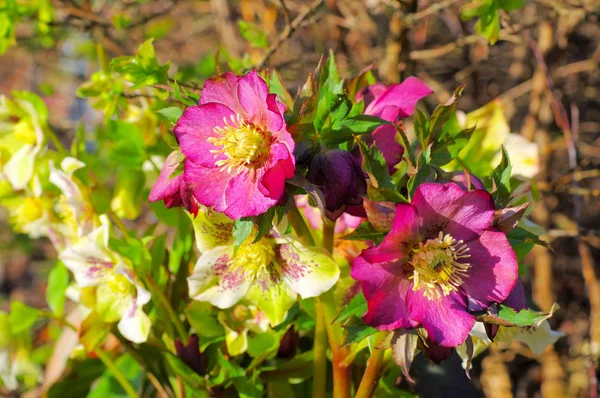 Lenten rose is blooming in spring — Stock Photo, Image