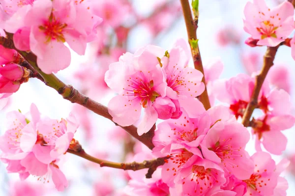 Flor de almendras en primavera —  Fotos de Stock