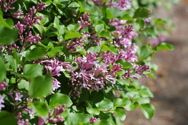 küçük mor Lila çiçek