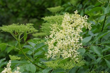 bahar büyük çiçek