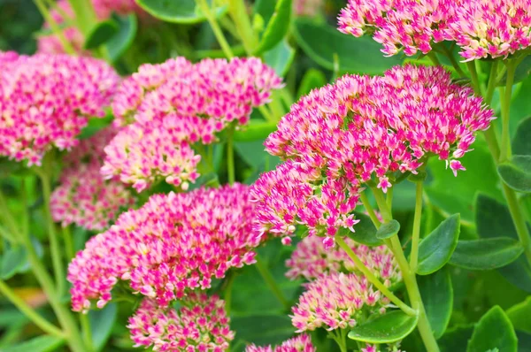 Sedum telephium lub harping Johnny — Zdjęcie stockowe