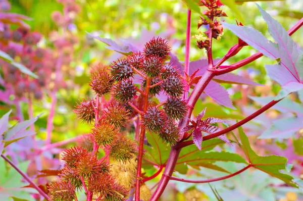 Castor olie plant met veel zaden — Stockfoto