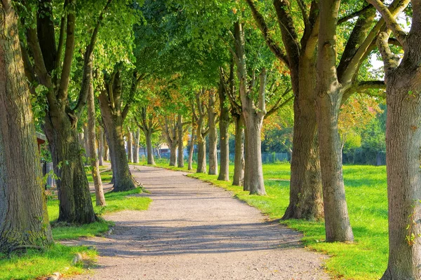 Près de la ville Barth paysage avec ancienne avenue de tilleul — Photo