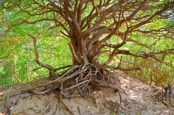 Árbol en las dunas de la isla Hiddensee — Foto de Stock