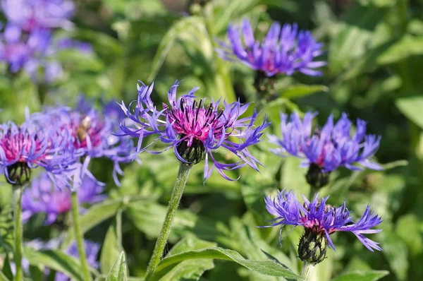 Aciano perenne o flor de Centaurea montana — Foto de Stock