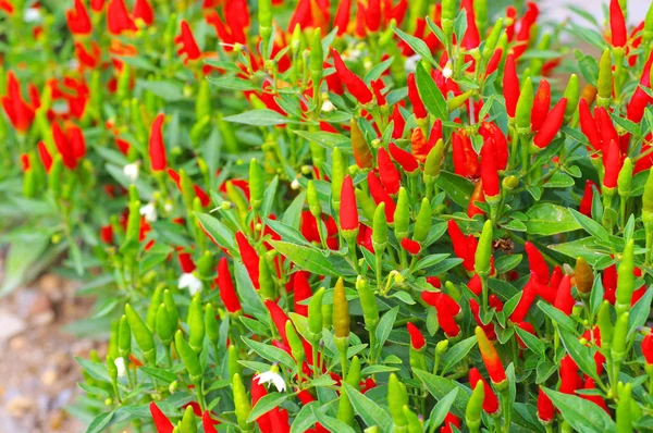 Chili Minimo, molti frutti rossi — Foto Stock