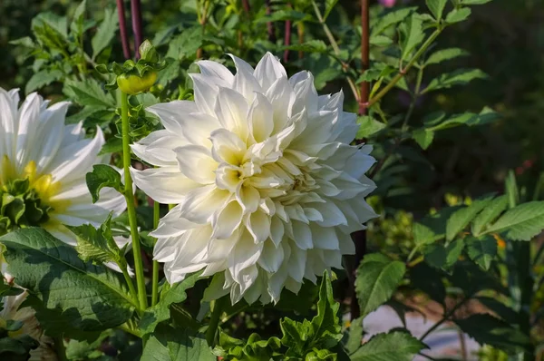 Dahlia variedade de flores Sheila Mooney — Fotografia de Stock