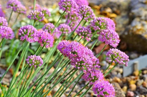 Allium senescens subsp. glaucum, palline di fiore viola — Foto Stock