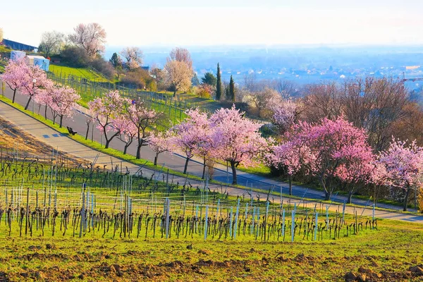 Paesaggio intorno a Gimmeldingen durante il fiore di mandorlo in primavera — Foto Stock