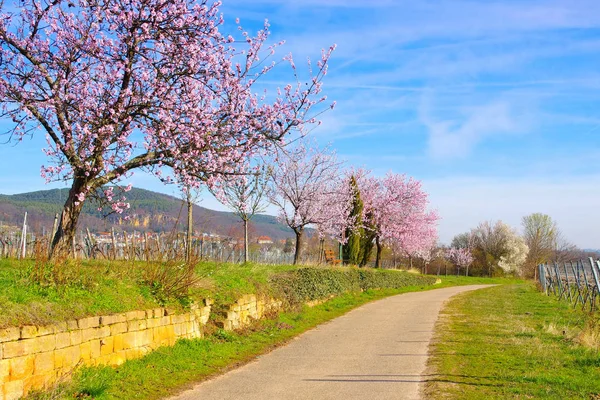 Paesaggio intorno a Gimmeldingen durante il fiore di mandorlo in primavera — Foto Stock