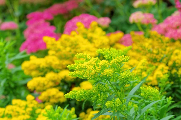 Goldenrod Solidago Hybride Laurin — Stock Photo, Image