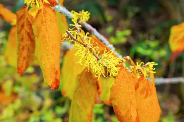 Hamamelis virginiana is blooming in fall — Stock Photo, Image