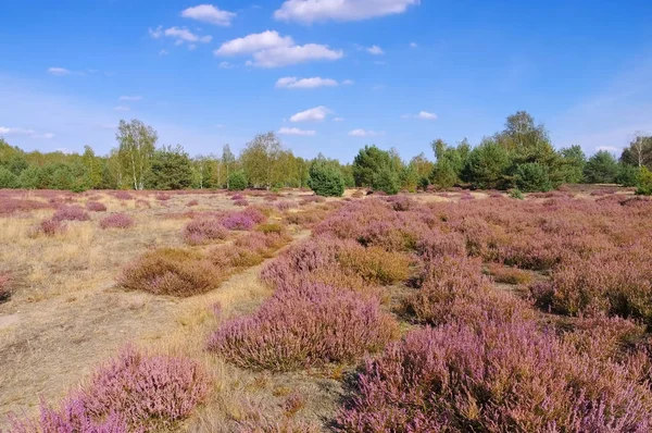 Heath krajina s kvetoucí vřes — Stock fotografie