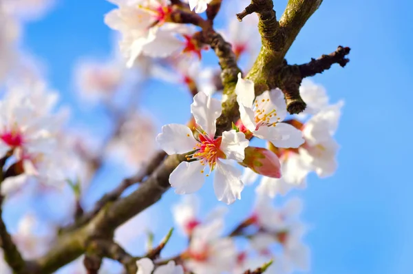 春にはアーモンドの花 — ストック写真