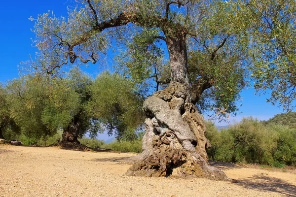 Оливковая роща, типичный ландшафт Испании — стоковое фото