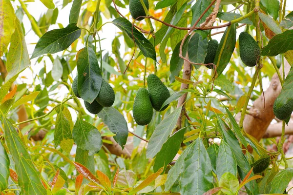Mnoho čerstvých plodů avokáda na stromě — Stock fotografie