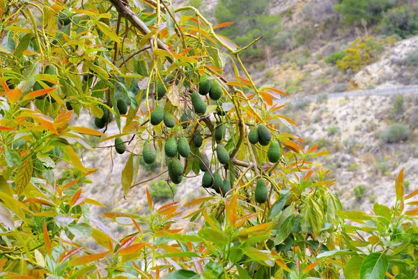 Mnoho čerstvých plodů avokáda na stromě — Stock fotografie