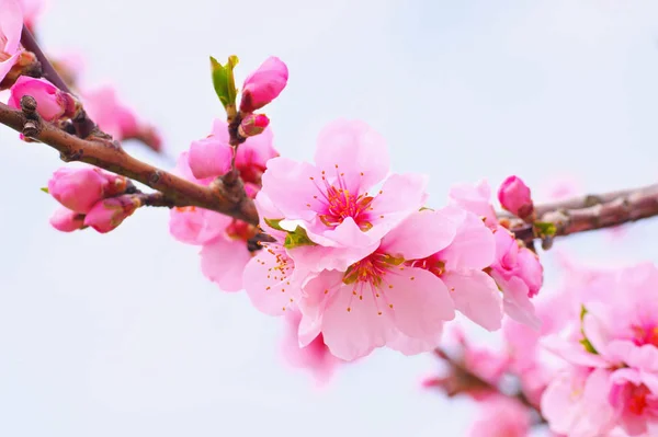 春天的杏仁花 — 图库照片