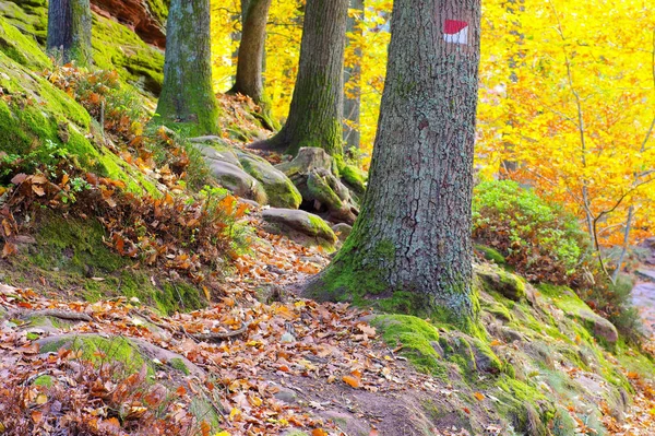 In het Paltserwoud in de herfst — Stockfoto