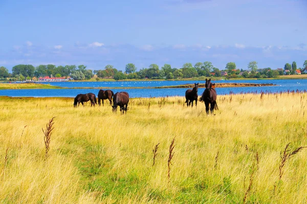 Paarden in de weide op het eiland poel — Stockfoto