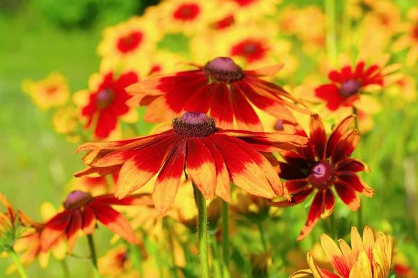 Schwarzäugige Susanblume im Garten — Stockfoto