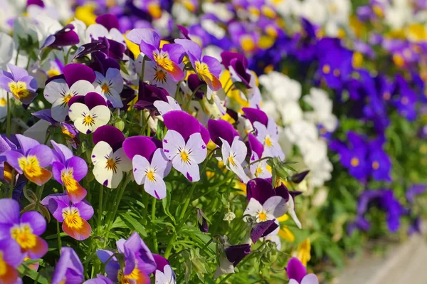 Pansy flowers in spring — Stock Photo, Image