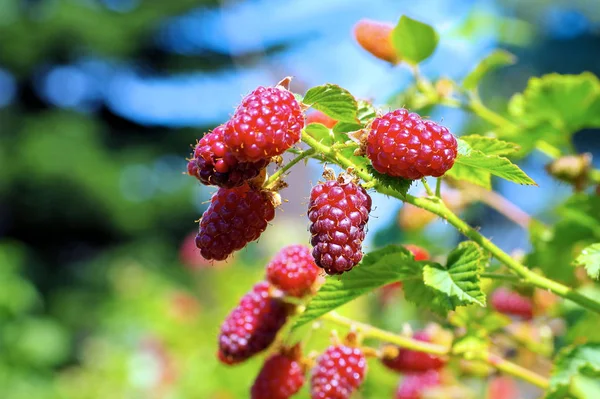 Tayberry Früchte auf der Pflanze im Garten — Stockfoto