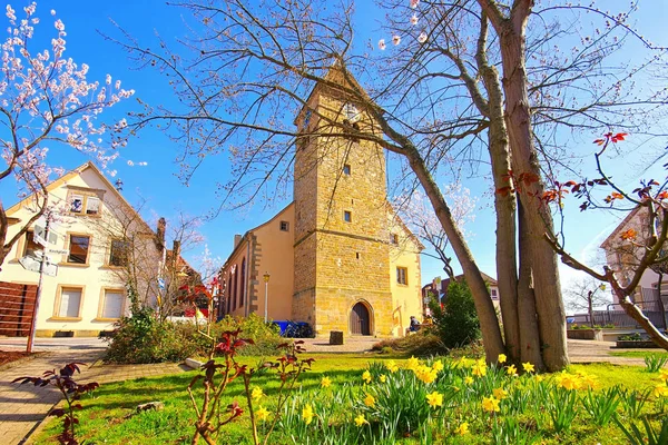 La iglesia de San Laurencio en Gimmeldingen durante la floración de almendras — Foto de Stock