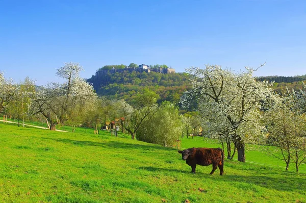 Hrad Koenigstein v Elbe pískovcové hory na jaře — Stock fotografie