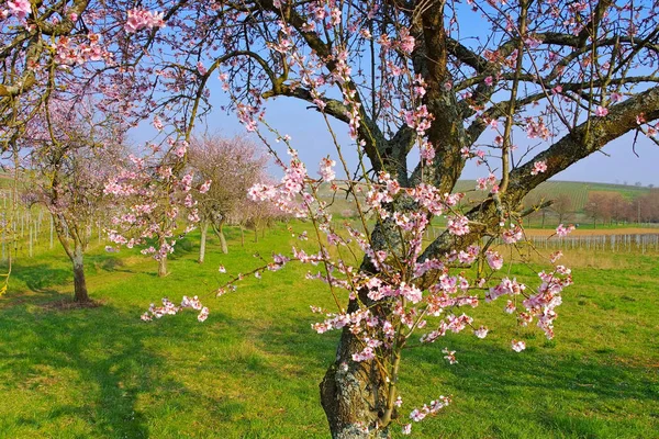 Fiori di mandorlo in Renania Palatinato in primavera — Foto Stock