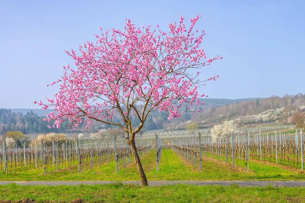 Flor de almendra en Renania Palatinado en primavera —  Fotos de Stock