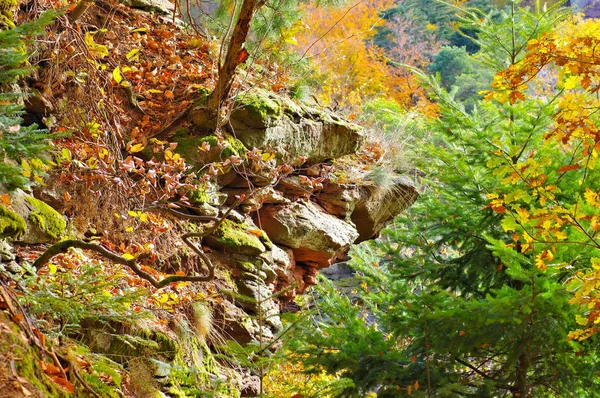 Dans la forêt du Palatinat en automne — Photo