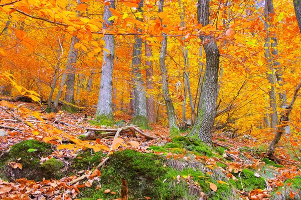 Sonbaharda Palatinate Ormanı'nda — Stok fotoğraf