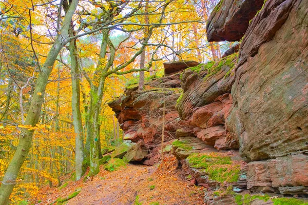 Im Pfälzer Wald im Herbst — Stockfoto