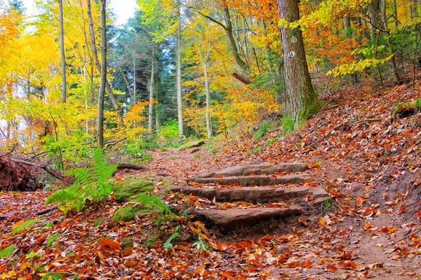 In Palatinate Forest in autumn — Stock Photo, Image