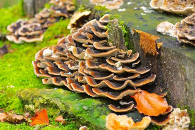 Bunte Tramet Trametes versicolor im Herbstwald - hindi kuyruğu veya Trametes versicolor in forest