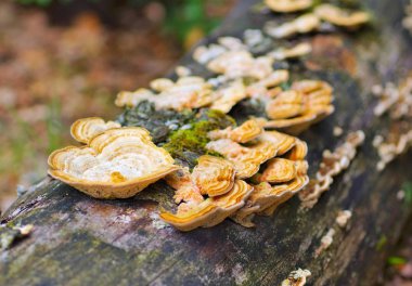 Bunte Tramet Trametes versicolor im Herbstwald - hindi kuyruğu veya Trametes versicolor in forest