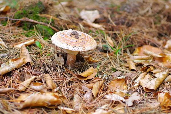 Blusher Amanita rubescens in forest — ストック写真