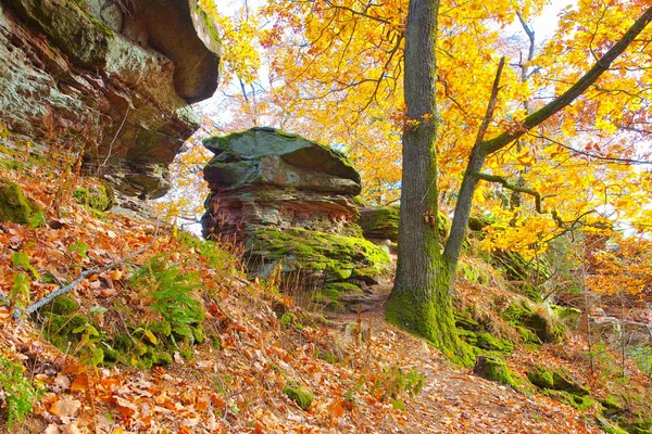 In het Paltserwoud in de herfst — Stockfoto