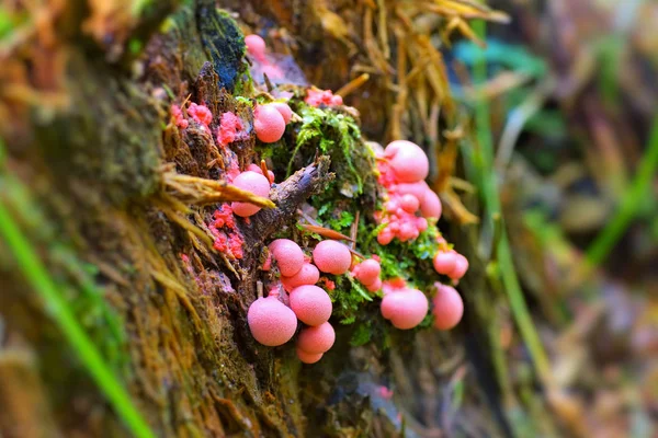 Leche de lobo o Lycogala epidendrum en el bosque —  Fotos de Stock