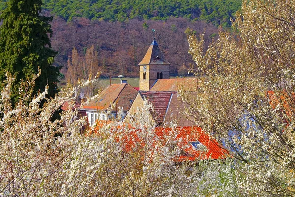 The St. Laurentius church in Gimmeldingen during the almond blossom — Stock Photo, Image