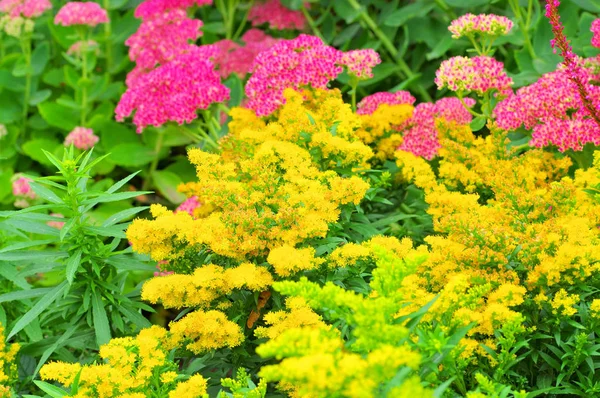 altınçubuk Solidago Hybride Laurin