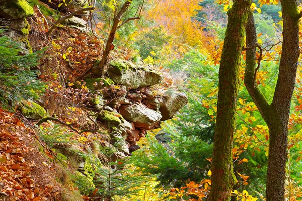 En el bosque del Palatinado en otoño — Foto de Stock
