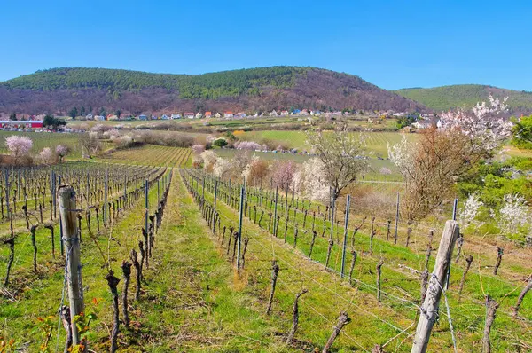 Paisaje alrededor de Gimmeldingen durante la floración de almendros en primavera —  Fotos de Stock