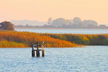 Martı ve karabatak sabah denizde